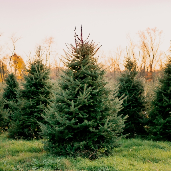 Home - Matthes Tree Farm in Ida, MI